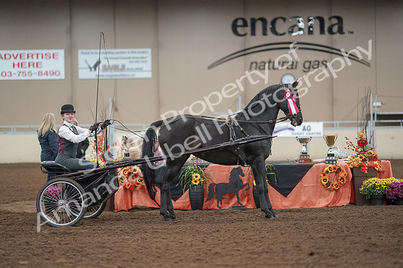 2019 Morgan Horse Show - Aug 31, 2019 - 04771