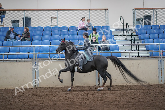 2019 Morgan Horse Show - Aug 31, 2019 - 09450