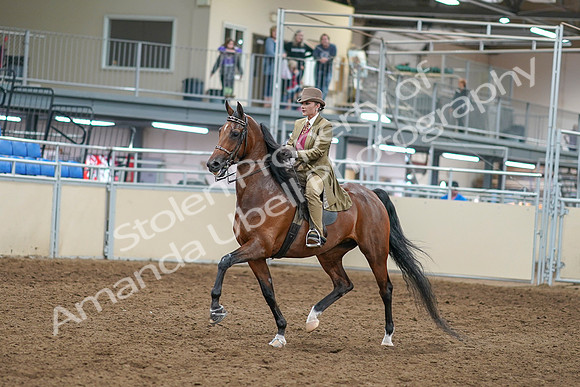 2020 - AB Morgan Horse - Sat, Sept 05 - 05282
