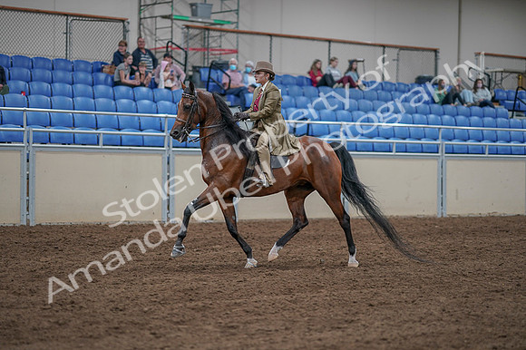 2020 - AB Morgan Horse - Fri, Sept 04 - 11161