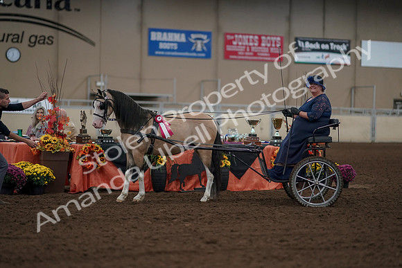 2019 Morgan Horse Show - Aug 31, 2019 - 04565
