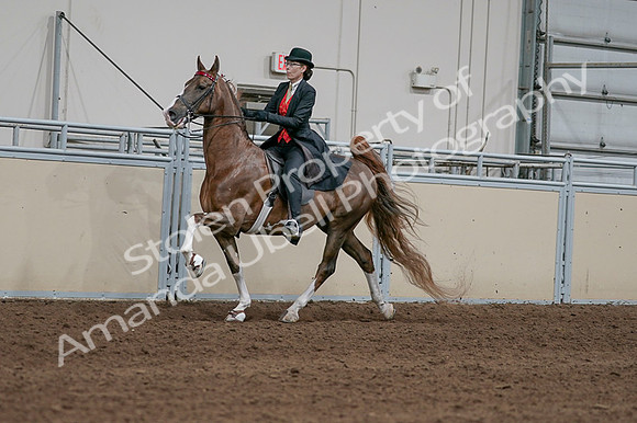2020 - AB Morgan Horse - Fri, Sept 04 - 09720