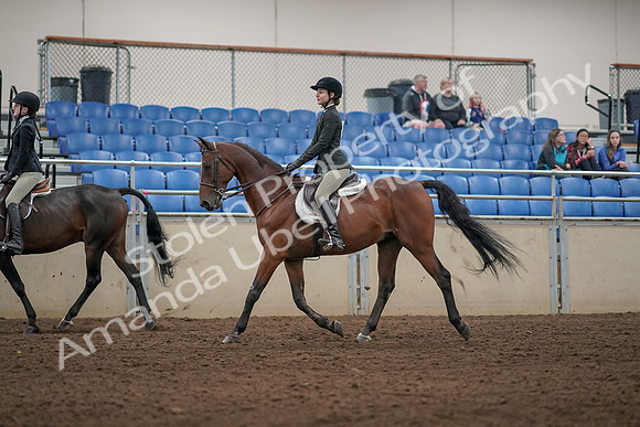 2019 Morgan Horse Show - Aug 31, 2019 - 04932