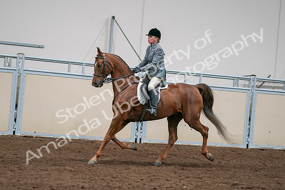 2020 - AB Morgan Horse - Sat, Sept 05 - 03071