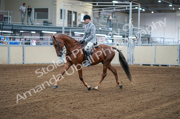 2020 - AB Morgan Horse - Fri, Sept 04 - 01466