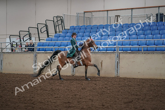2019 Morgan Horse Show - Aug 30, 2019 - 28165