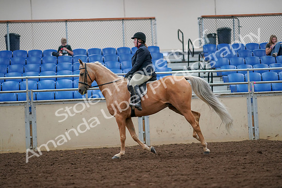 2019 Morgan Horse Show - Aug 30, 2019 - 16328