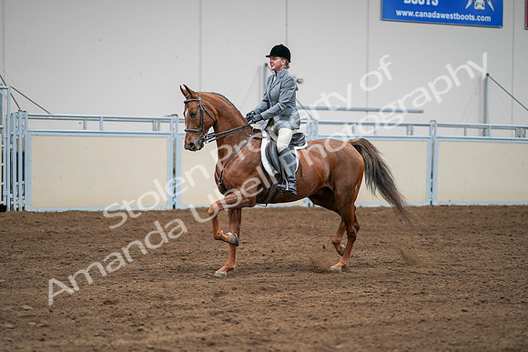 2020 - AB Morgan Horse - Sat, Sept 05 - 03285