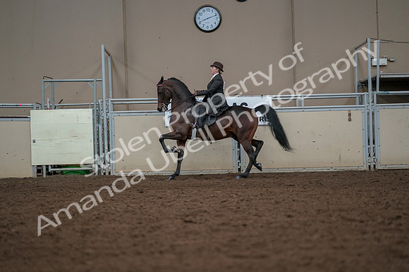 2019 Morgan Horse Show - Aug 30, 2019 - 27990