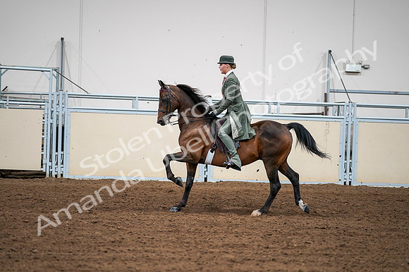 2020 - AB Morgan Horse - Fri, Sept 04 - 03308
