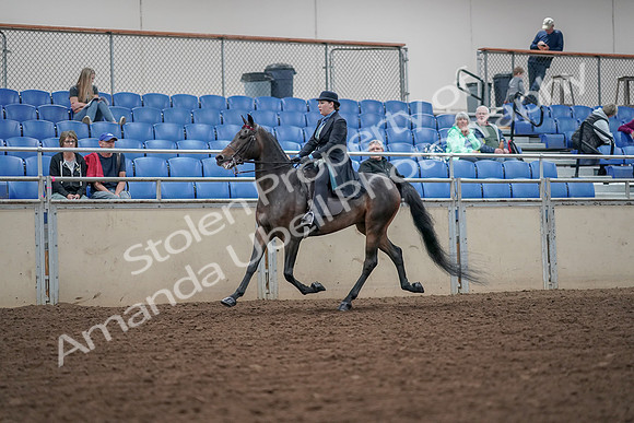 2019 Morgan Horse Show - Aug 30, 2019 - 15531
