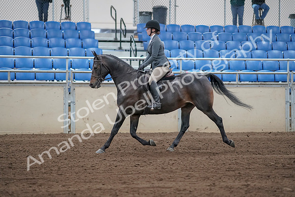2019 Morgan Horse Show - Sept 01, 2019 - 10940