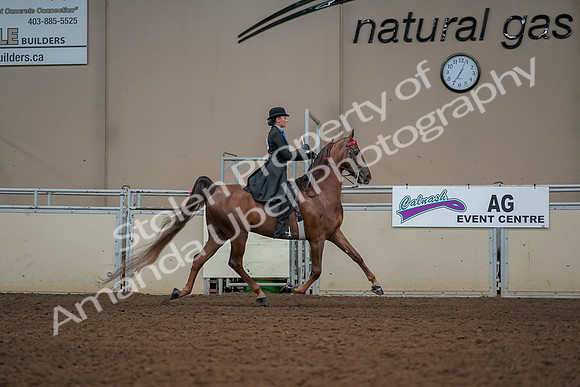2019 Morgan Horse Show - Aug 30, 2019 - 25246