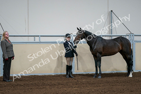 2020 - AB Morgan Horse - Fri, Sept 04 - 00809