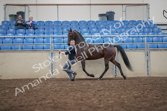 2019 Morgan Horse Show - Aug 31, 2019 - 03648