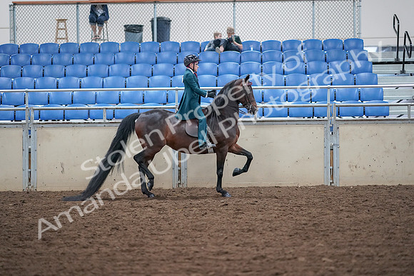2019 Morgan Horse Show - Aug 30, 2019 - 18181