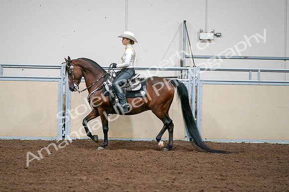 2020 - AB Morgan Horse - Fri, Sept 04 - 08371