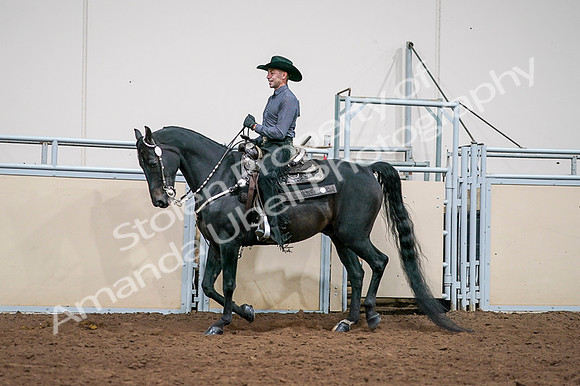 2020 - AB Morgan Horse - Fri, Sept 04 - 08545