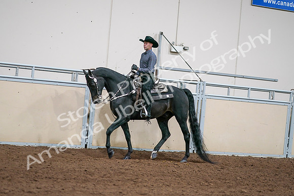 2020 - AB Morgan Horse - Fri, Sept 04 - 08532