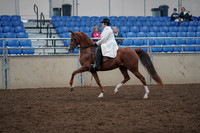2019 Morgan Horse Show - Aug 31, 2019 - 17858