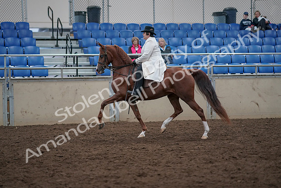 2019 Morgan Horse Show - Aug 31, 2019 - 17858