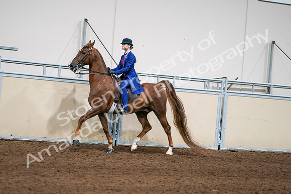 2020 - AB Morgan Horse - Fri, Sept 04 - 04969