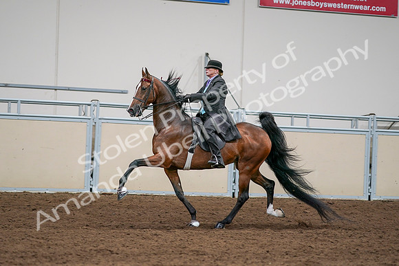 2020 - AB Morgan Horse - Sat, Sept 05 - 13005