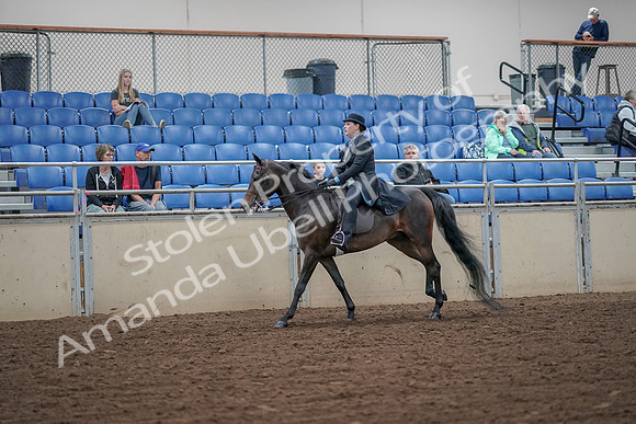2019 Morgan Horse Show - Aug 30, 2019 - 15610
