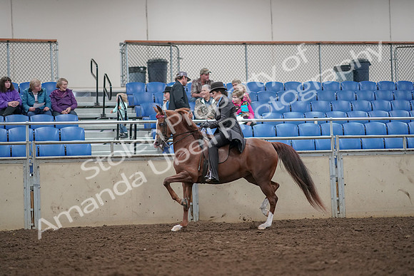 2019 Morgan Horse Show - Aug 30, 2019 - 26496
