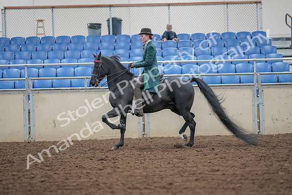 2019 Morgan Horse Show - Aug 30, 2019 - 15416