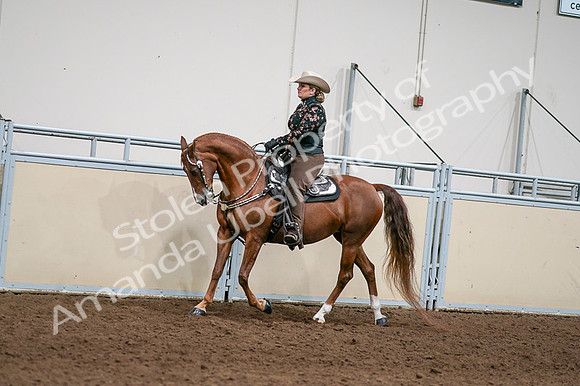 2020 - AB Morgan Horse - Fri, Sept 04 - 08423