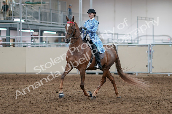 2020 - AB Morgan Horse - Sat, Sept 05 - 06107