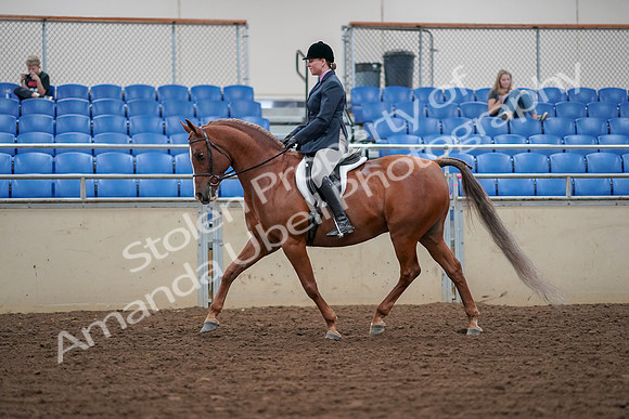 2019 Morgan Horse Show - Aug 30, 2019 - 16011