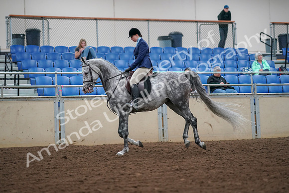 2019 Morgan Horse Show - Aug 30, 2019 - 16291