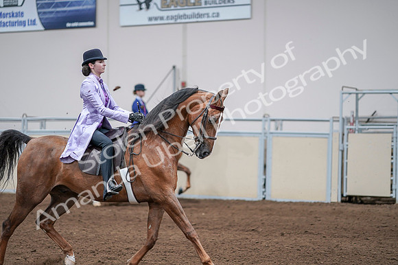 2020 - AB Morgan Horse - Fri, Sept 04 - 05139