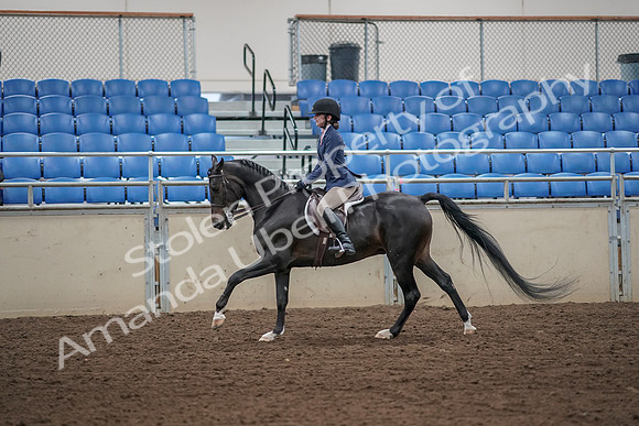 2019 Morgan Horse Show - Aug 31, 2019 - 05140