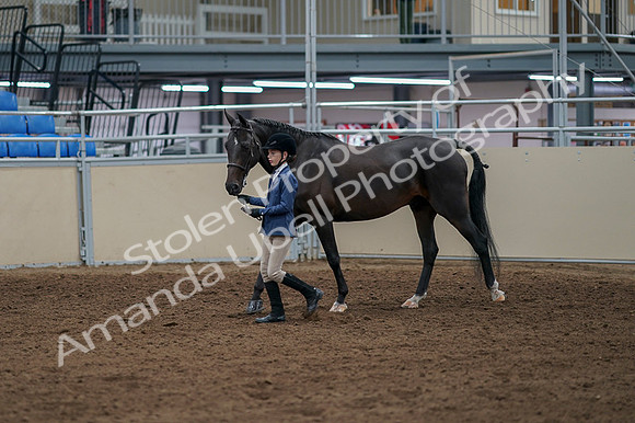 2020 - AB Morgan Horse - Fri, Sept 04 - 00917