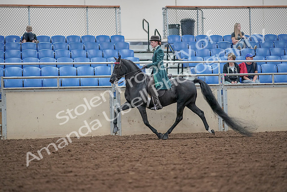 2019 Morgan Horse Show - Aug 30, 2019 - 15501