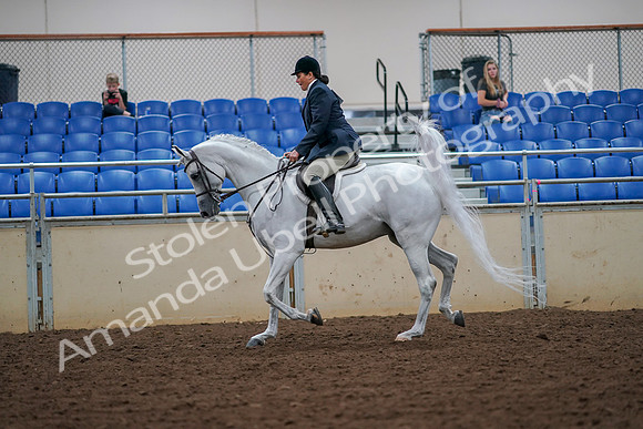 2019 Morgan Horse Show - Aug 30, 2019 - 17317