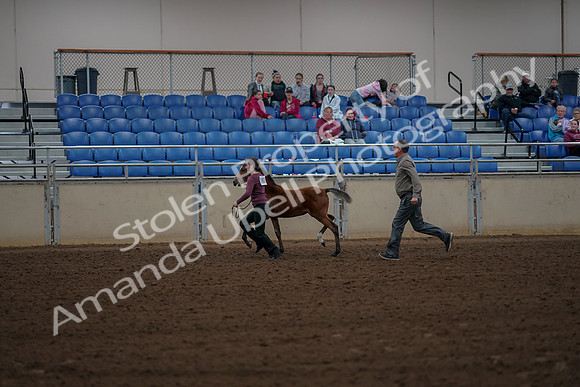 2019 Morgan Horse Show - Aug 30, 2019 - 24818