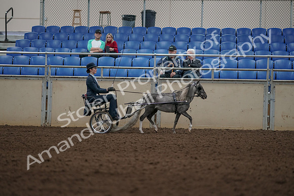 2019 Morgan Horse Show - Aug 31, 2019 - 04428