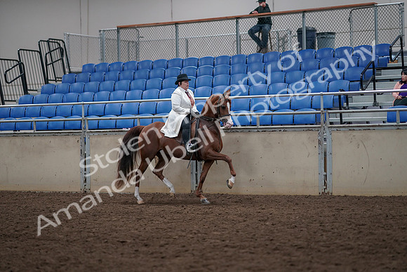 2019 Morgan Horse Show - Aug 31, 2019 - 17962