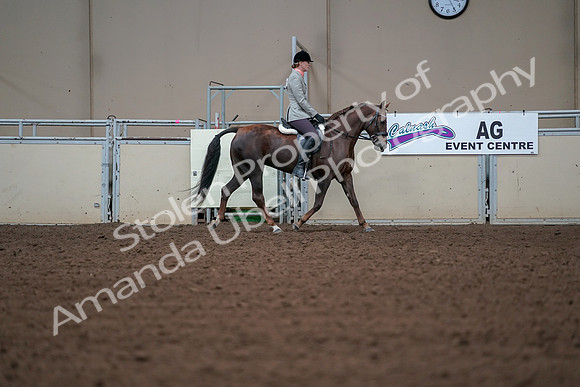 2019 Morgan Horse Show - Aug 30, 2019 - 18499
