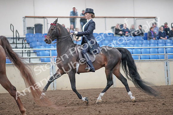 2019 Morgan Horse Show - Aug 31, 2019 - 20534