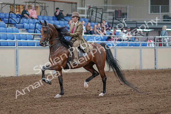 2020 - AB Morgan Horse - Fri, Sept 04 - 11147