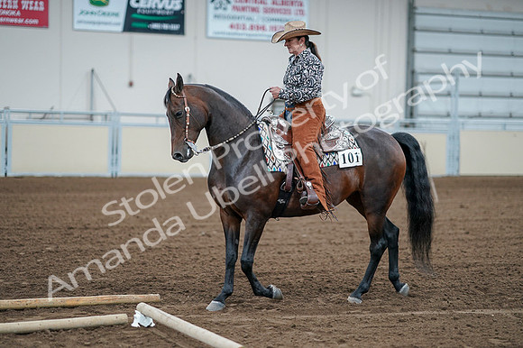 2020 - AB Morgan Horse - Fri, Sept 04 - 00053