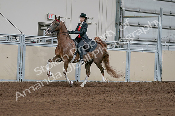 2020 - AB Morgan Horse - Fri, Sept 04 - 09716