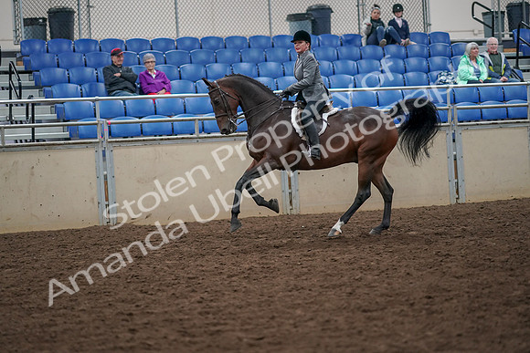 2019 Morgan Horse Show - Aug 30, 2019 - 20497