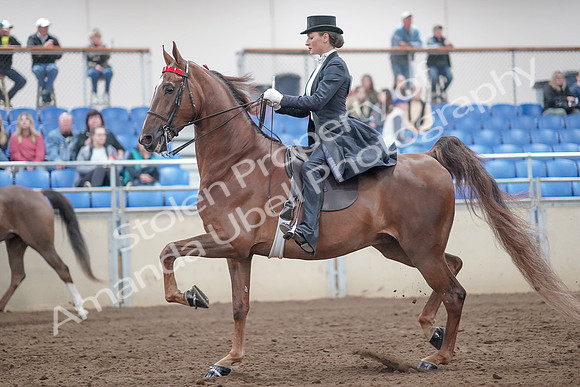 2019 Morgan Horse Show - Aug 31, 2019 - 20455