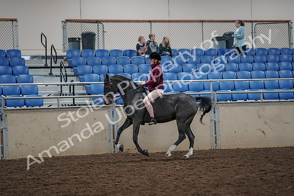2019 Morgan Horse Show - Aug 30, 2019 - 31299